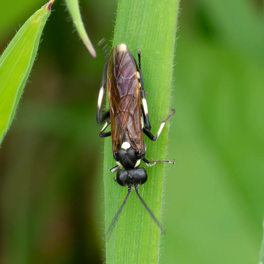 Macrophya duodecimpunctata (12-spot Strider).jpg